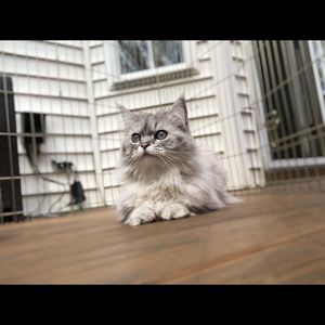 Meet your Posher, Addie